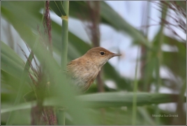 <p>RÁKOSNÍK OBECNÝ (Acrocephalus scirpaceus) /Eurasian reed warbler – Teichrohrsänger/</p>